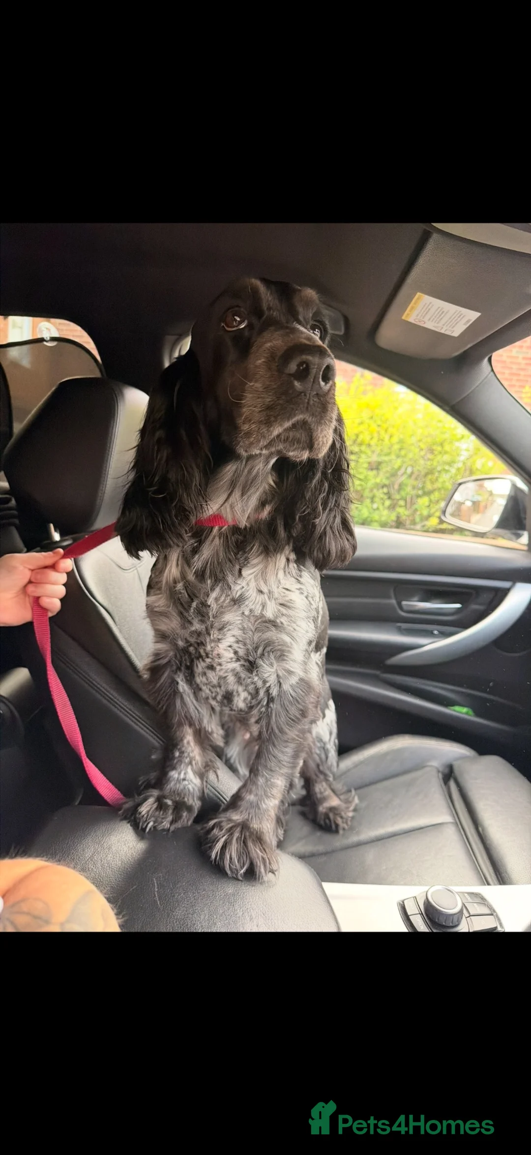 Cocker Spaniel dogs for sale: Show type cocker spaniel female - Advert 2