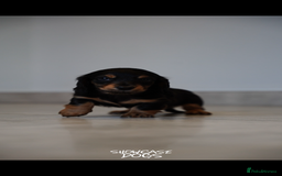 Miniature Dachshund dogs for sale: Miniature long haired dachshund  - Advert 2