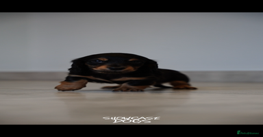 Miniature Dachshund dogs Miniature long haired dachshund  - Advert 10