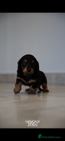 Miniature Dachshund dogs Miniature long haired dachshund - Advert 5