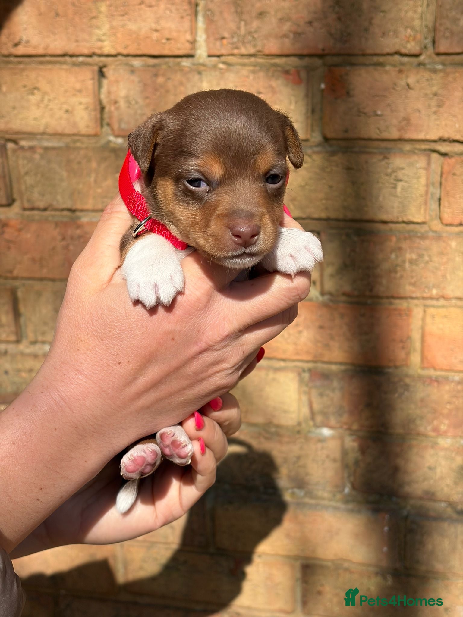 Jack Russell dogs ⭐️ mini Jack Russel puppies ⭐️ - Advert 2
