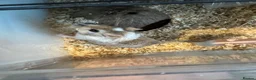 Gerbil rodents for sale: 2 male gerbils looking for a home - Advert 3