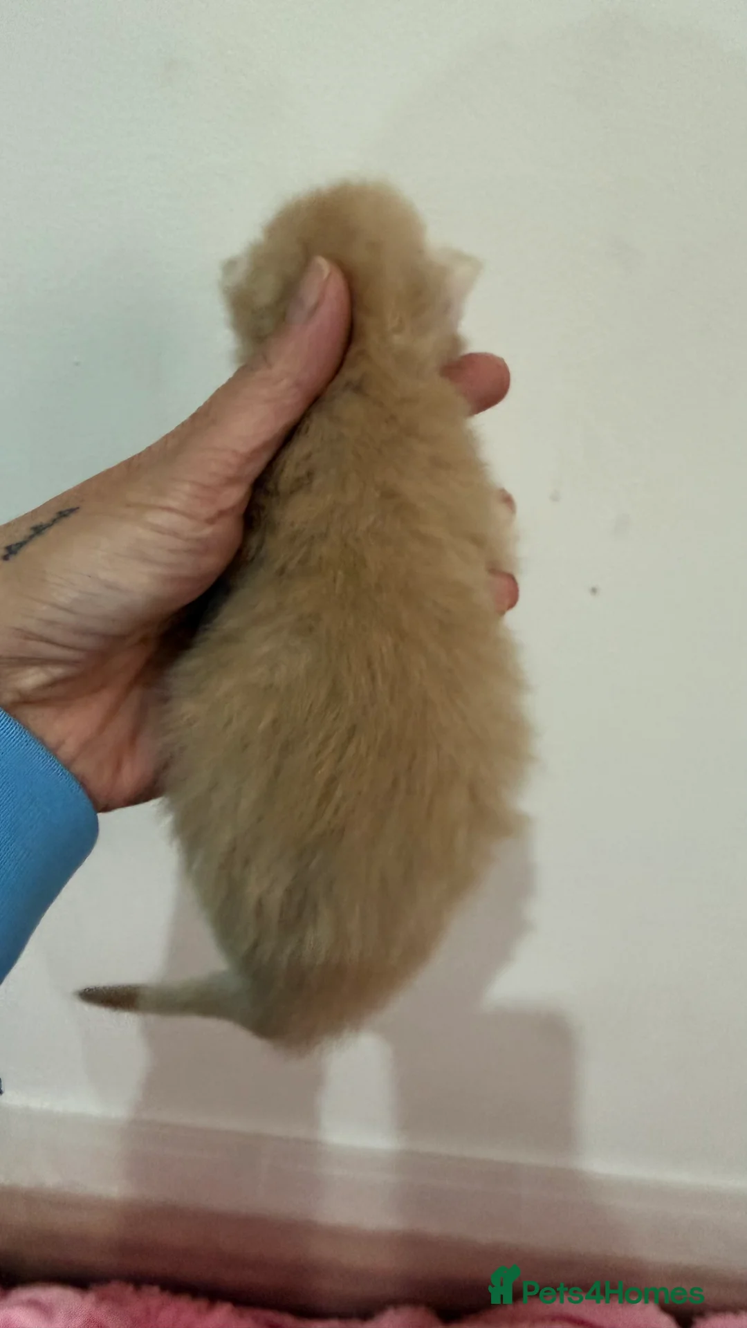 Maine Coon cats for sale: Purebred MaineCoon Kittens TICA lines  - Advert 2