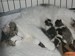 Maine Coon cats Kittens Now Available to Reserve mainecoon cross - Advert 1