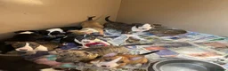English Bull Terrier dogs for sale: English bull terrier puppies - Advert 8