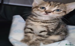 Mixed Breed cats for sale: Kittens ready now  - Image 6