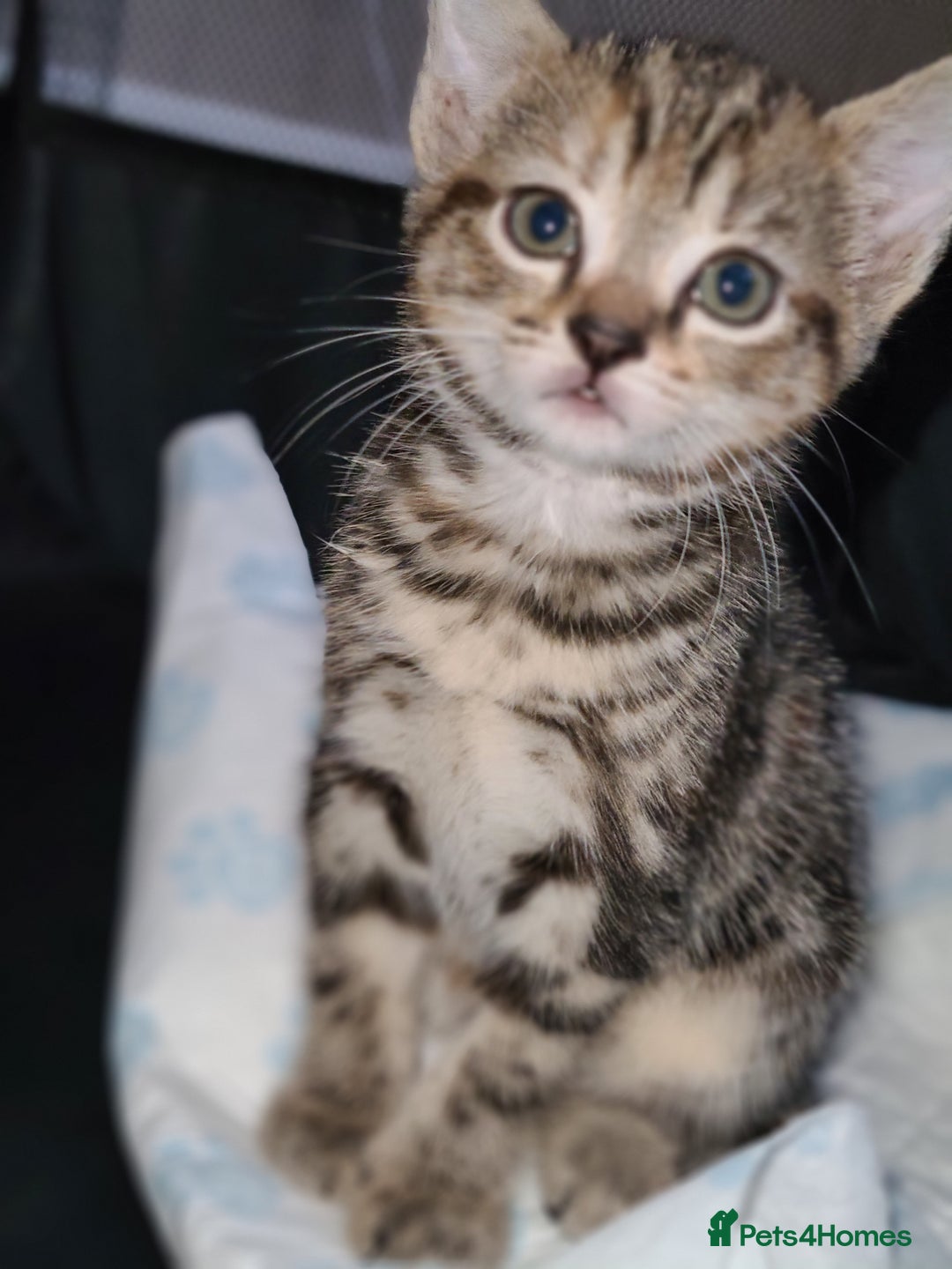 Mixed Breed cats for sale: Kittens ready now  - Image 6