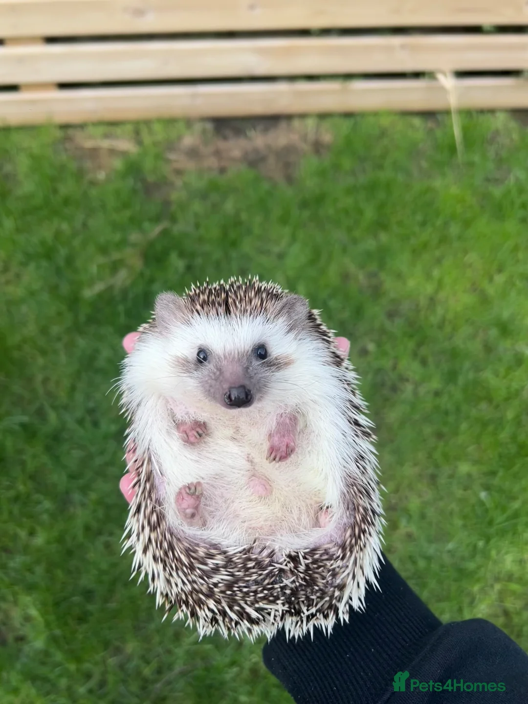 Pygmy Hedgehog rodents for sale: African Pygmy hedgehog with full setup + food in Cleethorpes - Advert 1
