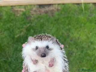 Pygmy Hedgehog rodents African Pygmy hedgehog with full setup + food - Advert 1