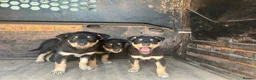 Australian Kelpie dogs for sale: Mixed Litter Kelpie Pups in Brecon - Advert 6