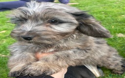 Cockapoo dogs for sale: F1 unique cockerpoo pups  - Image 18