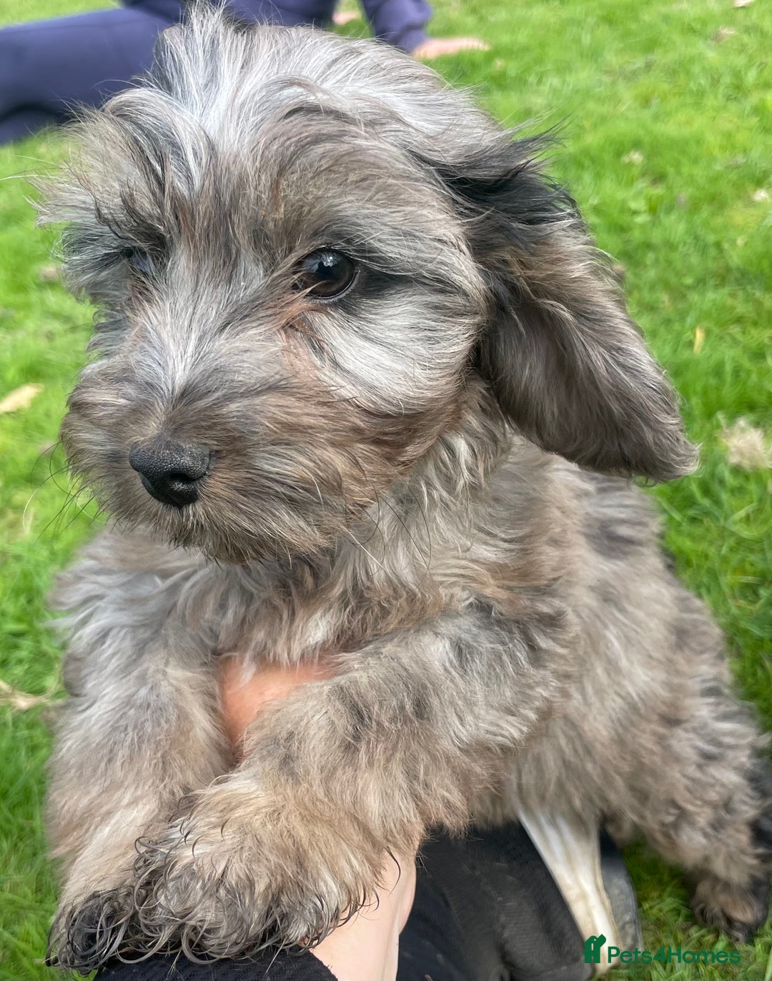 Cockapoo dogs for sale: F1 unique cockerpoo pups  - Image 18