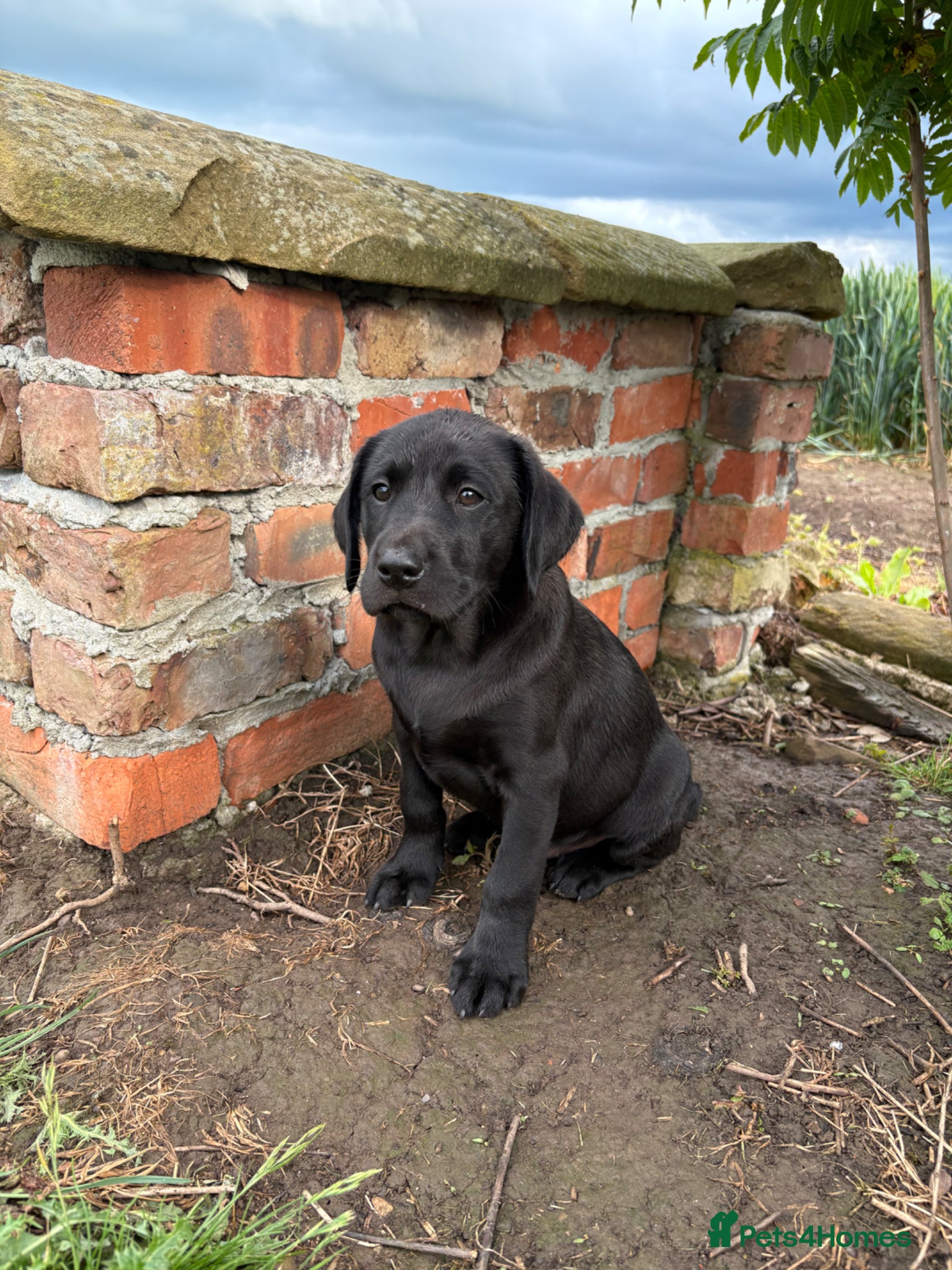 Labrador Retriever dogs KC Black Labrador Puppies - Advert 1