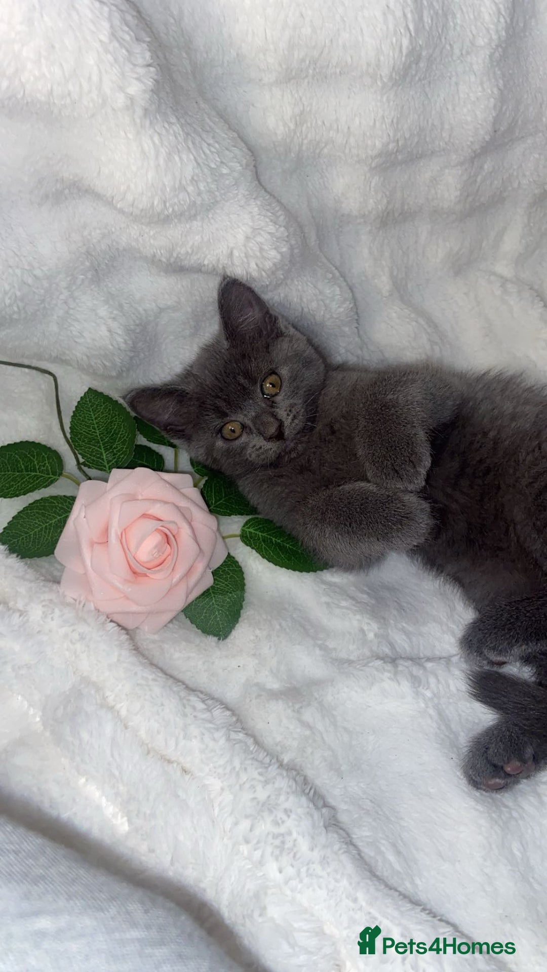 British Shorthair cats for sale: Cute British shorthair x spynx kitten  - Advert 7