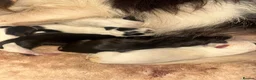 Jack Russell dogs for sale: Jack Russell puppys in Swindon - Advert 9