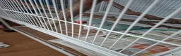 Ringnecks birds for sale: Female ringneck blue parakeet  in Swanley - Advert 4