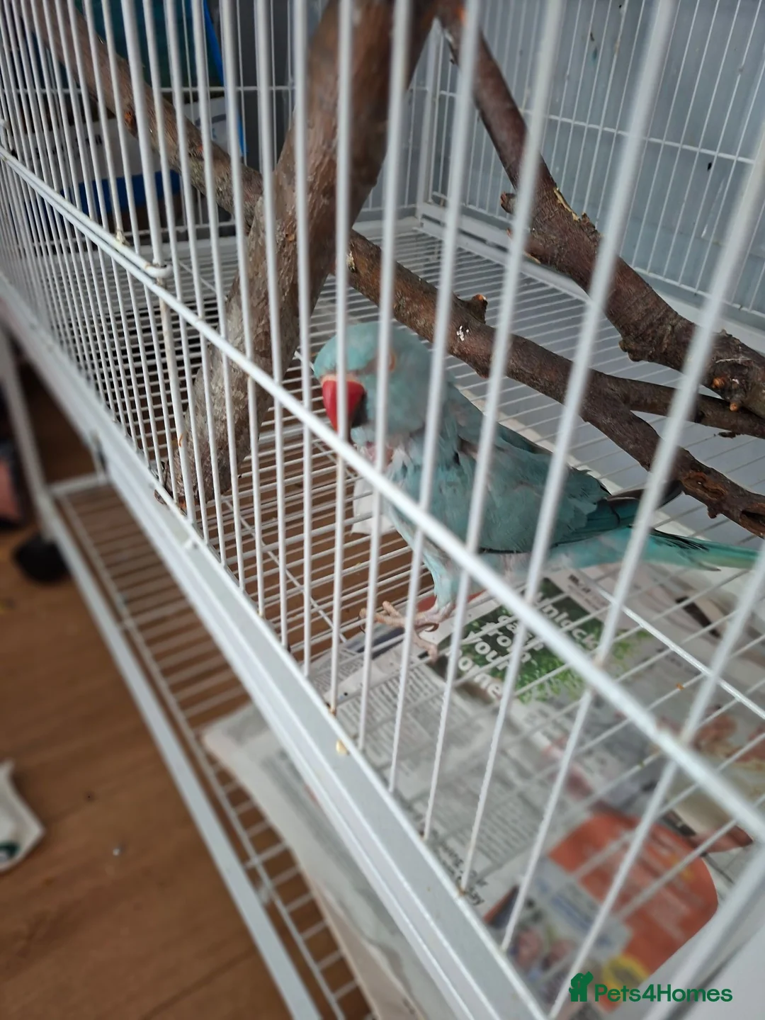 Ringnecks birds for sale: Female ringneck blue parakeet  in Swanley - Advert 4