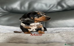 Miniature Dachshund dogs for sale: Miniature Dachshund puppies  - Image 10