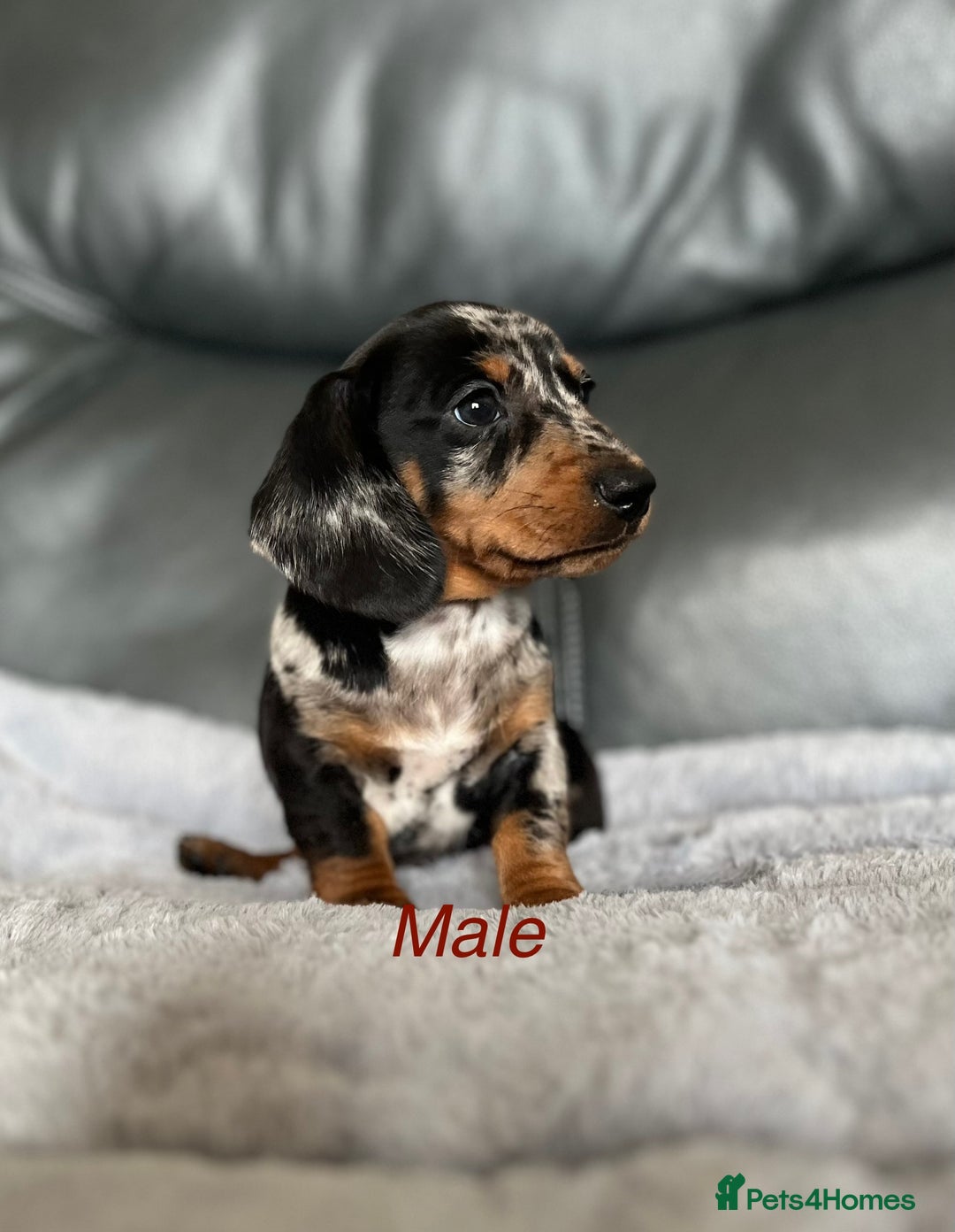 Miniature Dachshund dogs for sale: Miniature Dachshund puppies  - Image 10