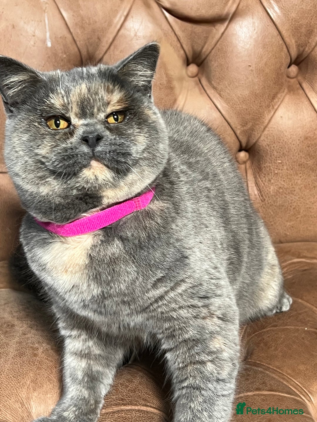 British Shorthair cats for sale: British Shorthair & British Longhair Kittens  - Image 9