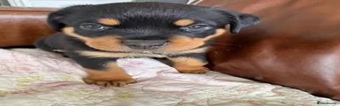 Rottweiler 2