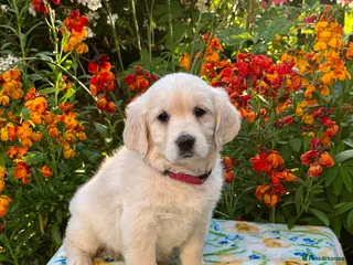 Mini Goldendoodle dogs 5 left mini Goldendoodles puppies for sale - Advert 4