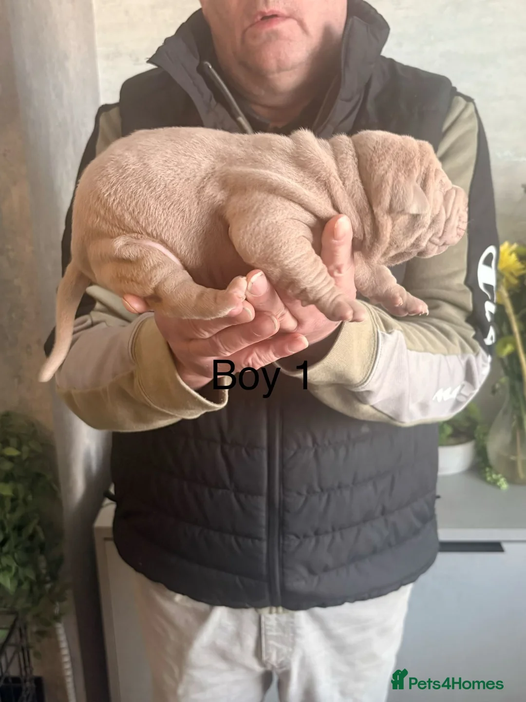Shar Pei dogs for sale: Shar Pei Puppies looking for forever homes - Advert 11