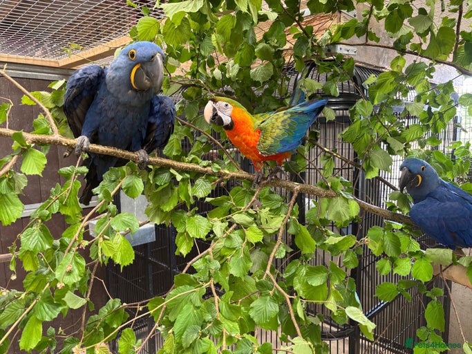 Gallery Image {{count}}