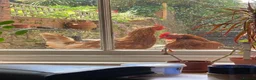 Chickens poultry for sale: 5 Friendly Chickens - Free to Good Home in Abergavenny - Advert 1