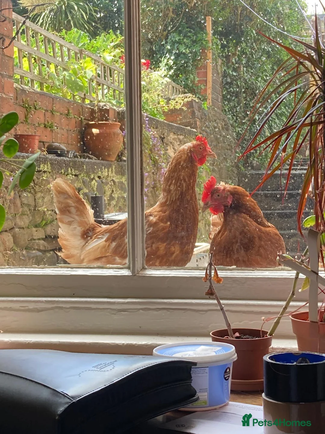 Chickens poultry for sale: 5 Friendly Chickens - Free to Good Home in Abergavenny - Advert 1