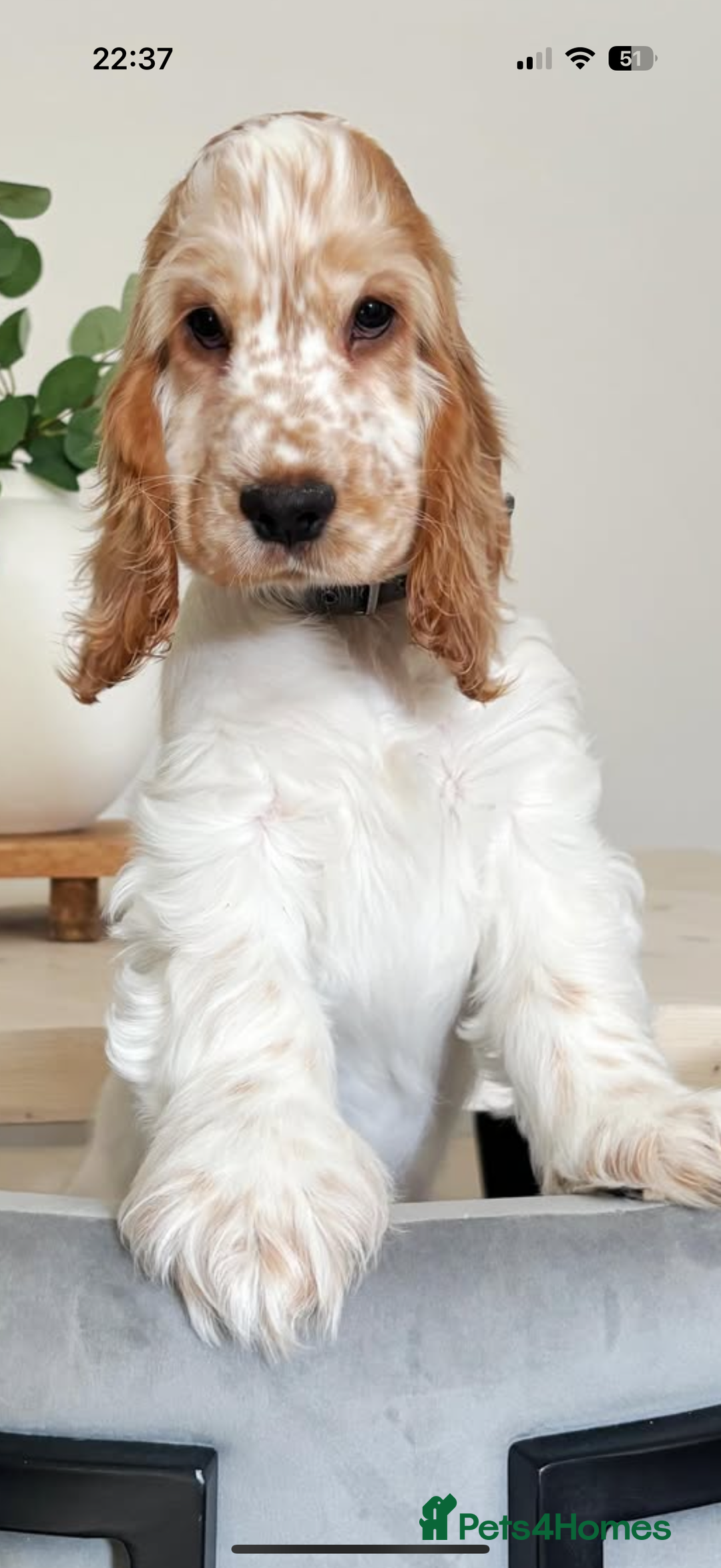 Cocker Spaniel dogs for sale: Lovely girl for rehome  - Advert 12
