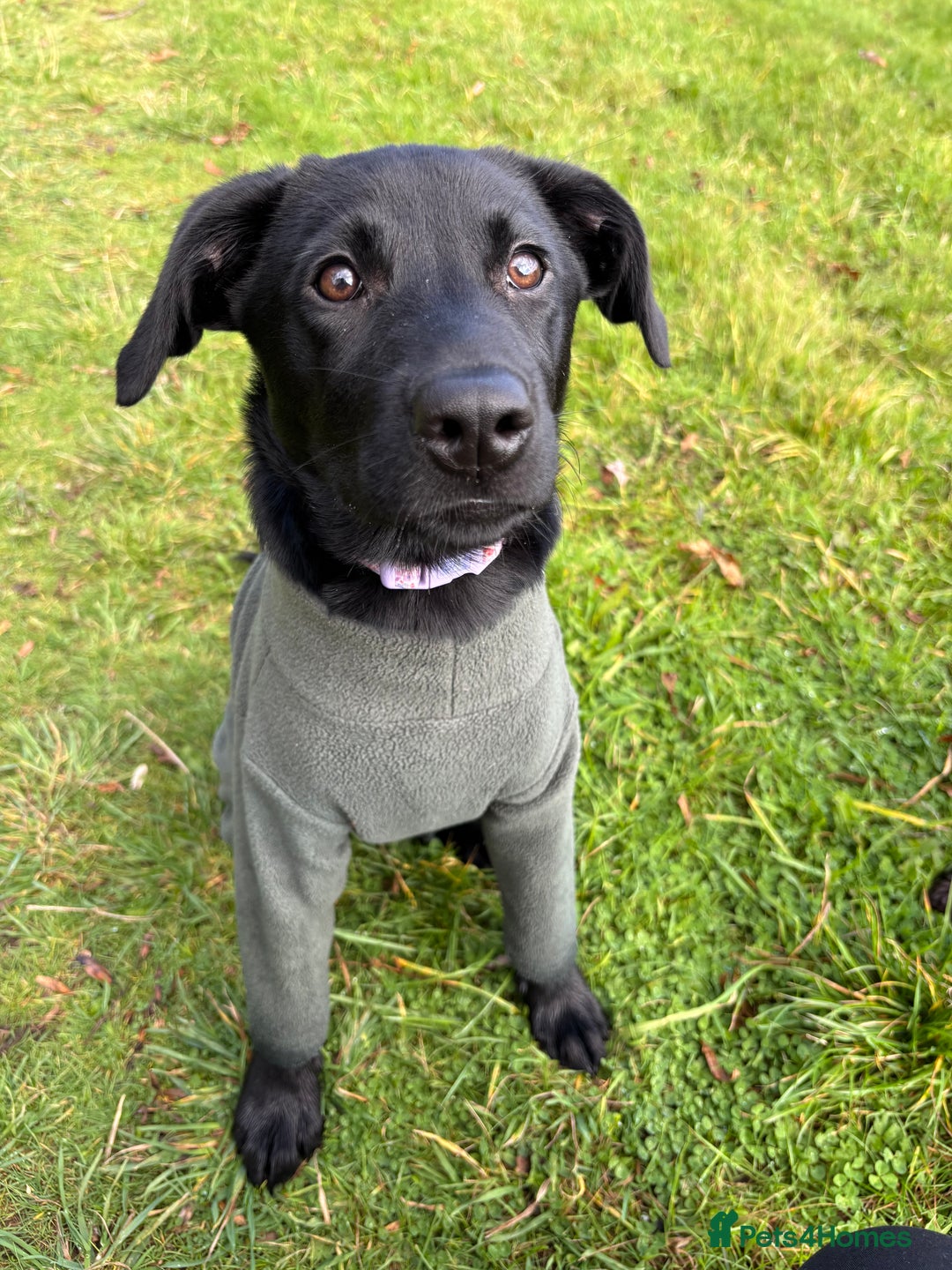 Mixed Breed dogs for sale: 6 month lab x - Advert 1