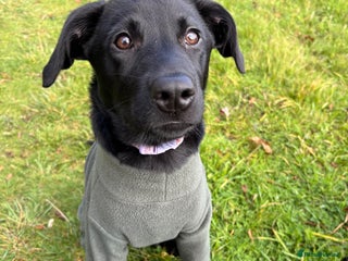Mixed Breed dogs 6 month lab x - Advert 1