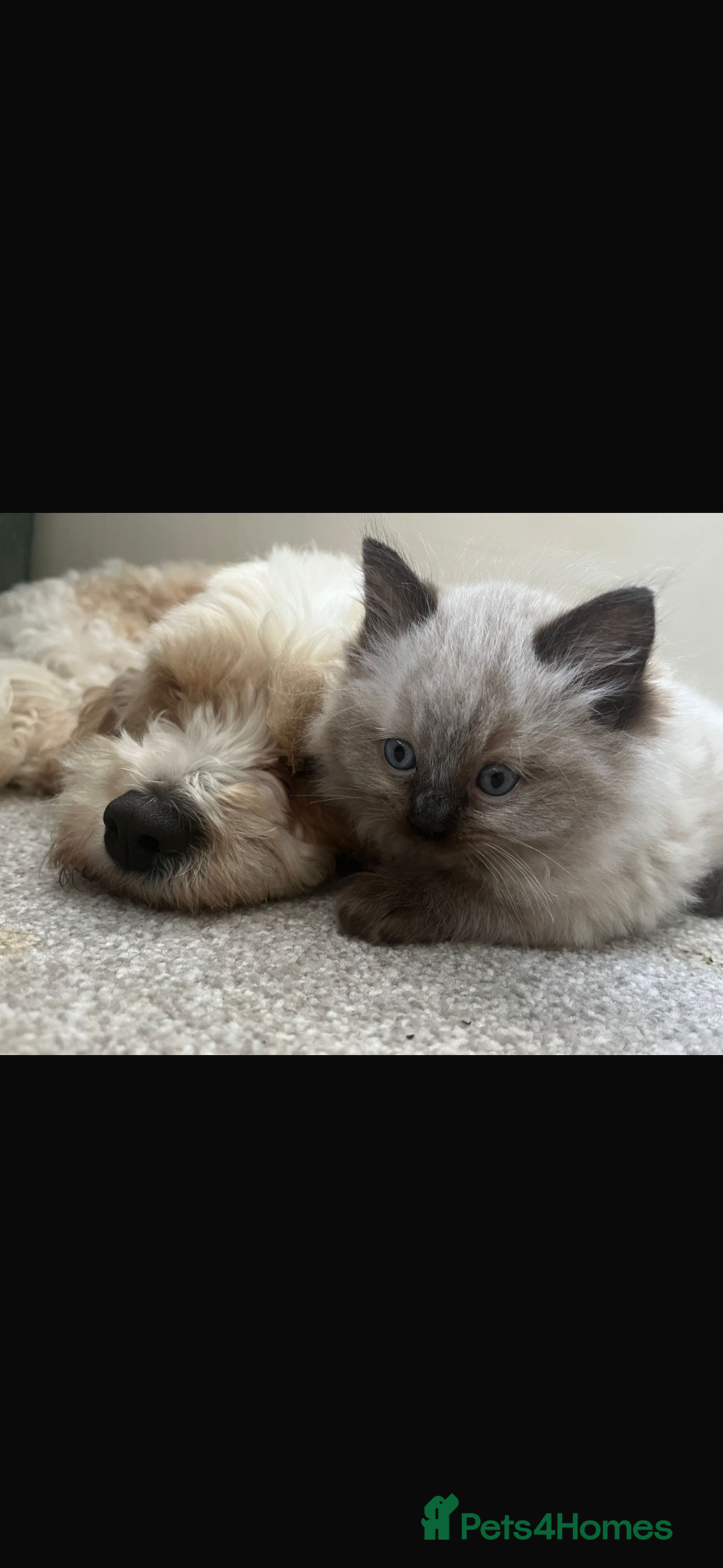 Ragdoll cats Pure ragdoll - Advert 2