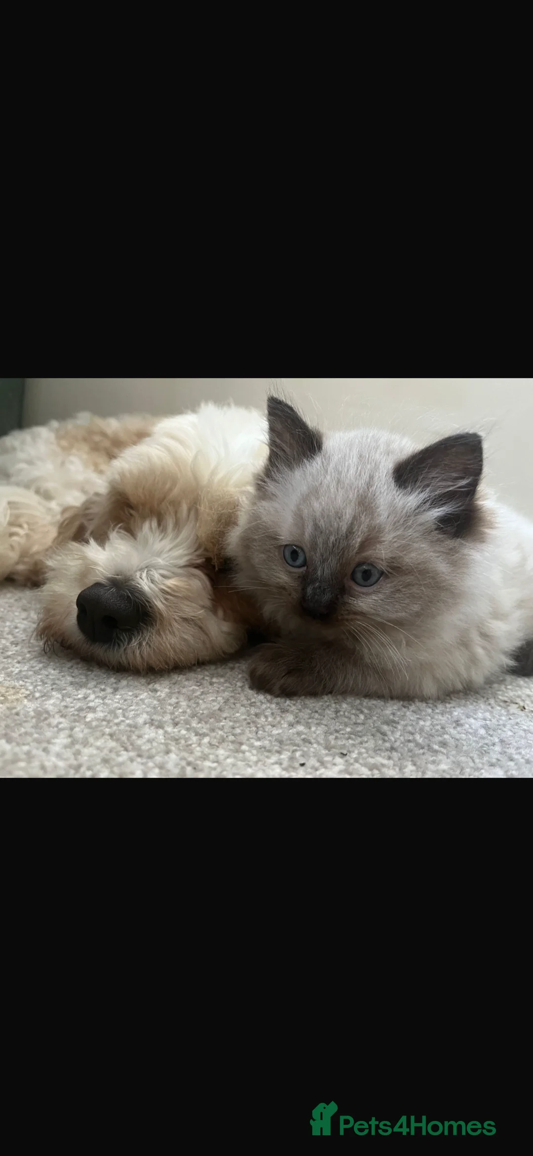 Ragdoll cats for sale: Pure ragdoll - Advert 2