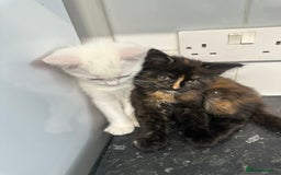 British Longhair cats for sale: 5 kittens available  - Image 4