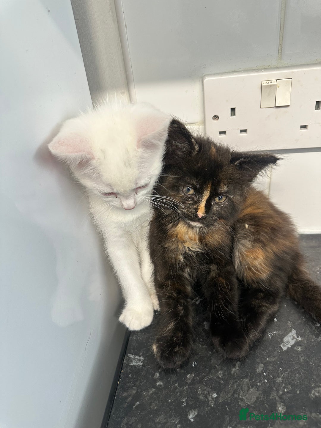 British Longhair cats for sale: 5 kittens available  - Image 4