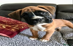 Boxer dogs for sale: KC Reg Boxer Bobtail Boys READY NOW!!!! - Image 8