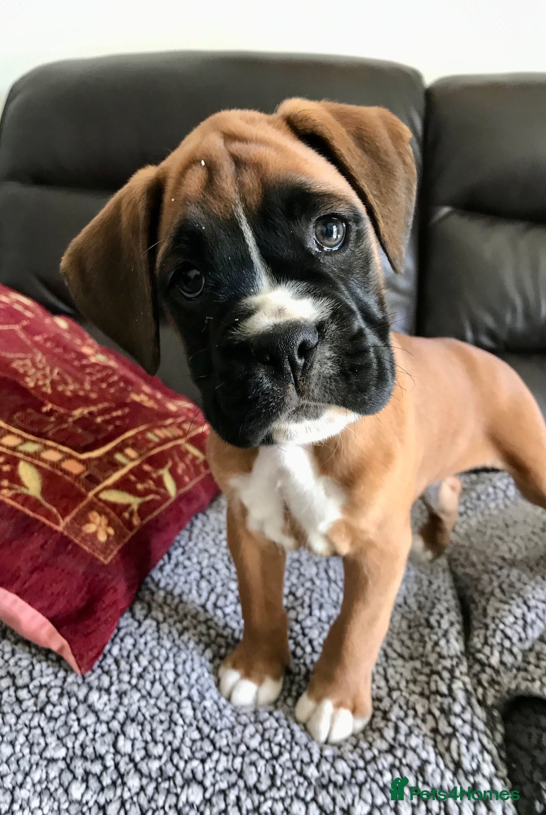 Boxer dogs for sale: KC Reg Boxer Bobtail Boys READY NOW!!!! - Image 8