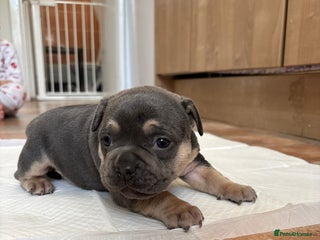 Mixed Breed dogs - Advert 2