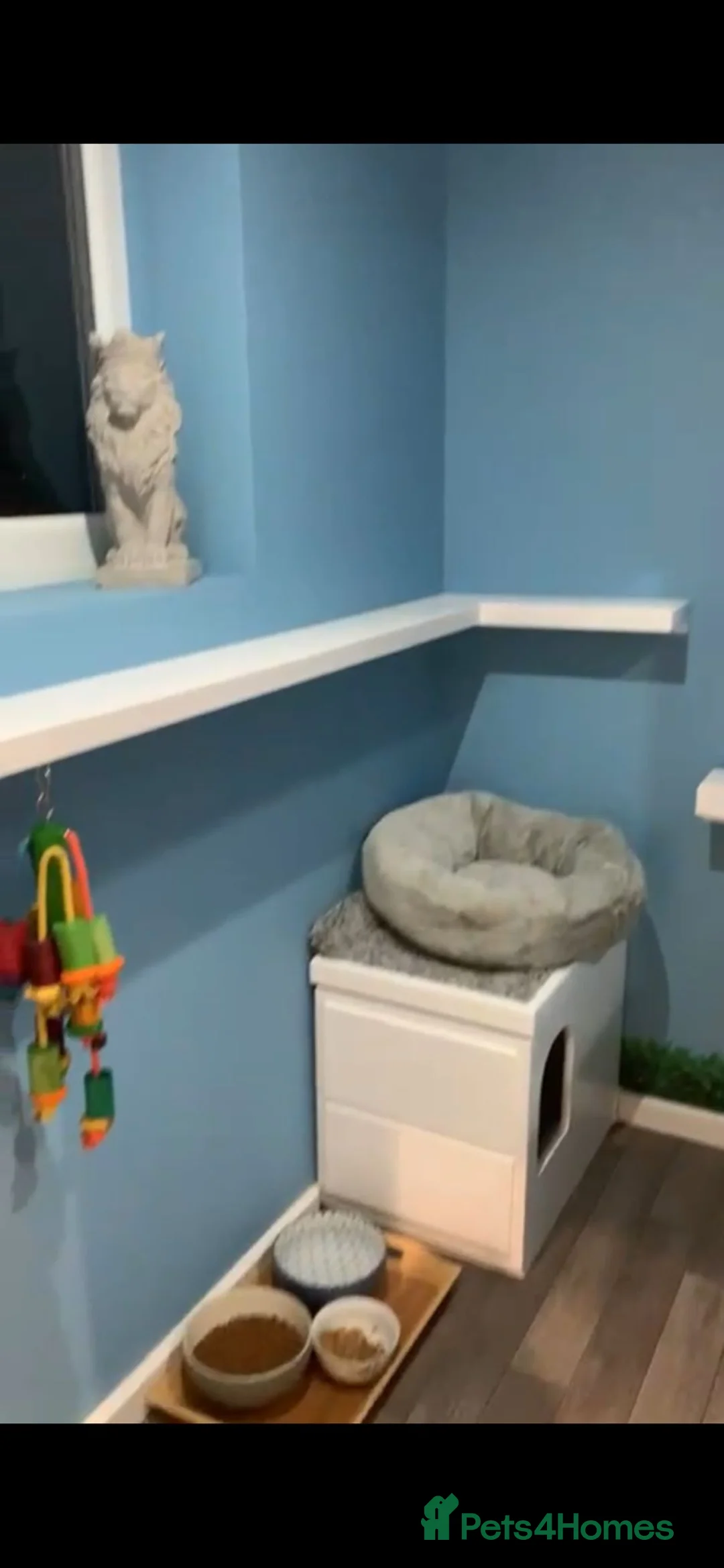 Maine Coon cats for stud: STUD ONLY (Tica champion 2021) in Brighouse - Advert 11