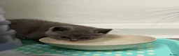 British Shorthair cats for sale: SOLD Only one Purebred Britishshorthair girls  - Advert 18