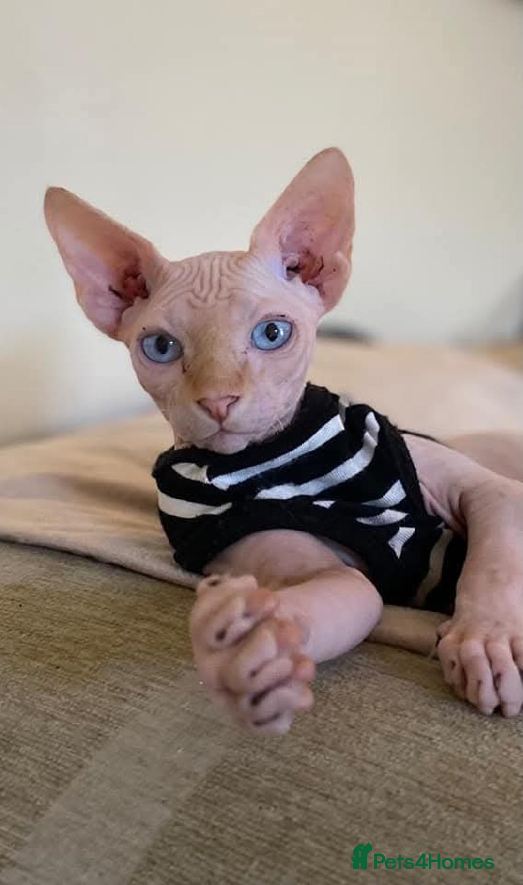 Sphynx cats for sale: Rare red tabby sphynx  - Image 13
