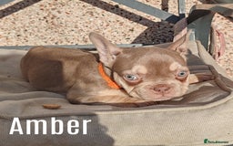 French Bulldog dogs for sale: French bulldog bitches - Image 3