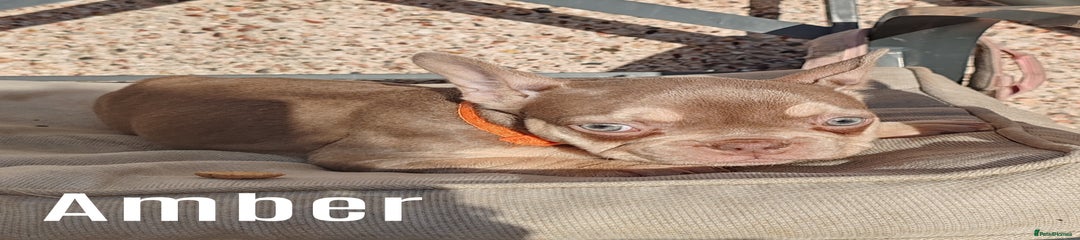 French Bulldog Puppy 7