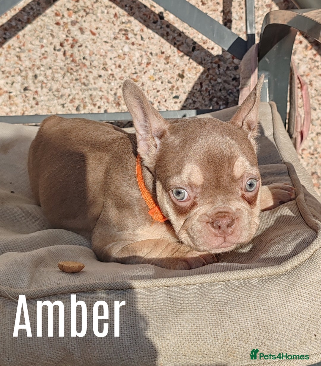 French Bulldog dogs for sale: French bulldog bitches - Image 3