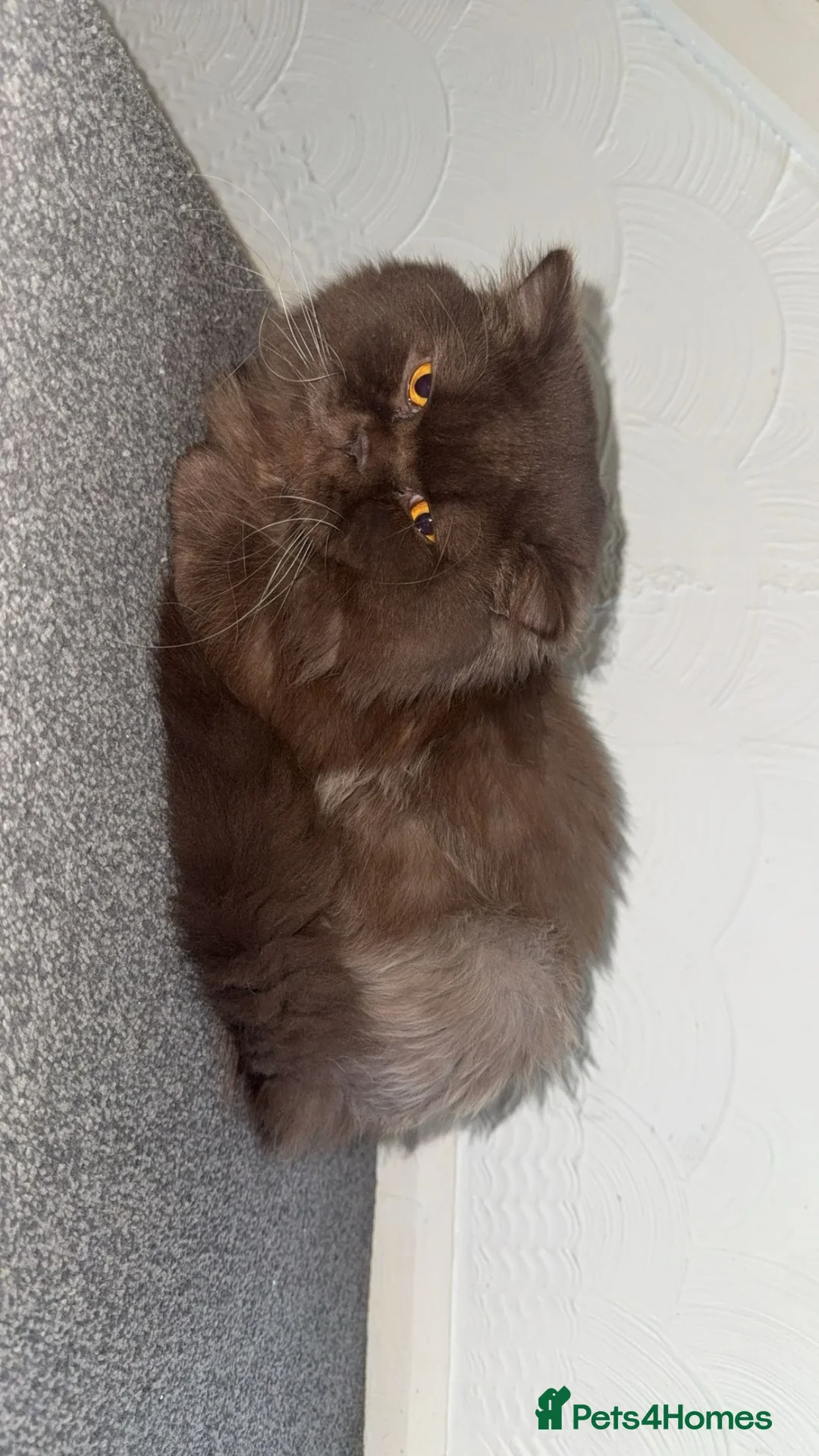 British Shorthair cats for sale: Male Brown and female lilac British short hair.  - Advert 2