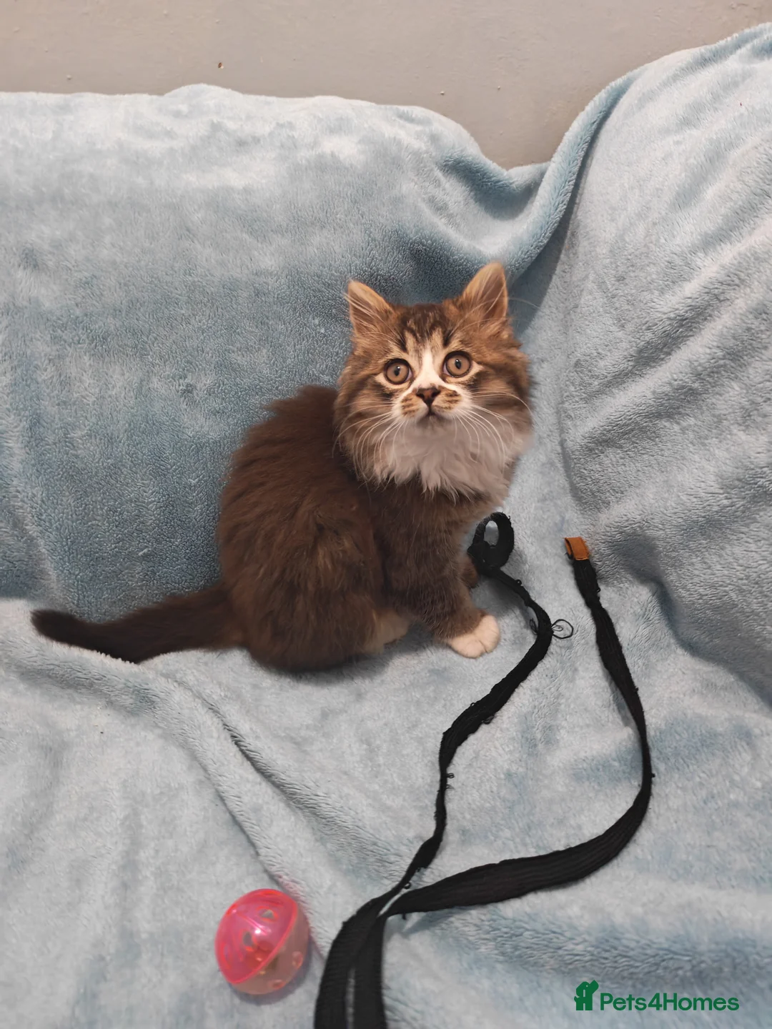 Mixed Breed cats for sale: Sccotis flod & Fluffy kittens VIDEOS - Advert 34