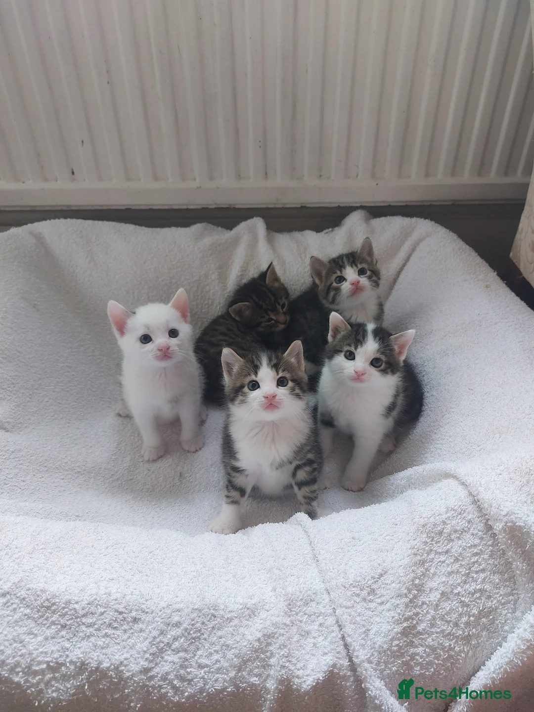 Mixed Breed cats for sale: 5 KITTENS FOR SALE MIXED BREED - Advert 1