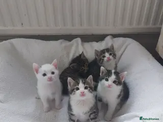 Mixed Breed cats 5 KITTENS FOR SALE MIXED BREED - Advert 3